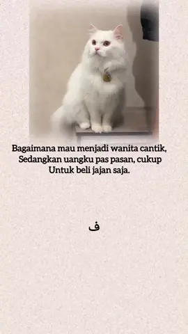 #kucing #laguarab #indiasong 