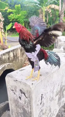 𝘢𝘬𝘢𝘯 𝘪𝘯𝘥𝘢𝘩 𝘶𝘯𝘵𝘶𝘬 𝘥𝘪 𝘬𝘦𝘯𝘢𝘯𝘨 𝘥𝘢𝘯 𝘱𝘢𝘩𝘪𝘵 𝘶𝘯𝘵𝘶𝘬 𝘥𝘪𝘶𝘭𝘢𝘯𝘨. 🪷🪷