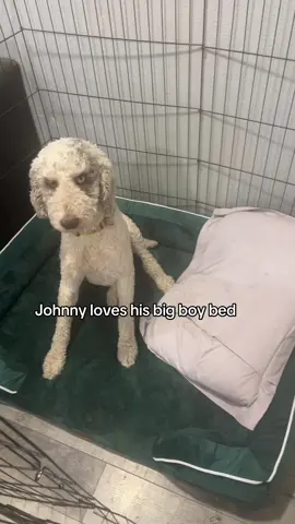 Waterproof, cozy, wont slide and WASHABLE. Best dog bed ever. #dogbed #dogmom #standardpoodle 