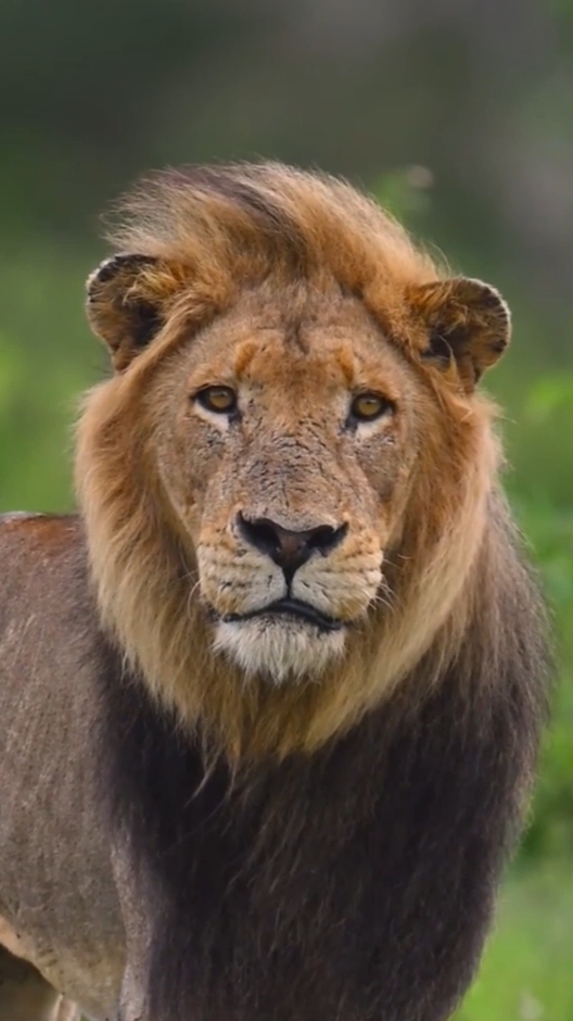 Lion King stalking and stealing leopard's prey #animalsworld #wildanimals #wildlife #lion #leopard #foryou #foryourpages #fyp #viraltiktok