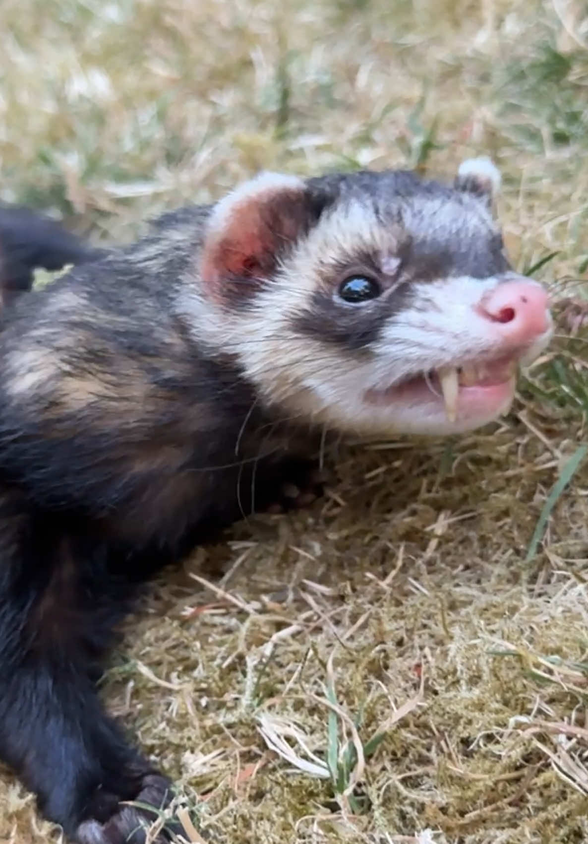 #ferretsoftiktok #fentysuperbrandday 