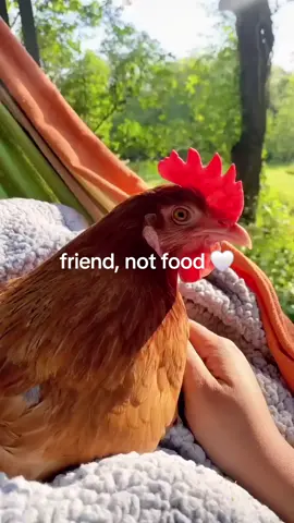 cuties #earth #nature #savetheearth #vegan #vegetarian #friendnotfood #fyp #fypシ #xyz 