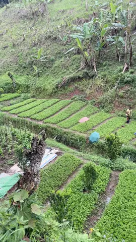 မြေပြန့်သူလေးတွေက  တောင်ပေါ်သားလေးတွေနဲ့ ညား ချင်တယ်လို့တော့ပြောကြပါတယ်  တောင်ပေါ်သားလေးနဲ့ ဒါမျိုး ဘဝတူတူကော ဖြတ်ကျော်နိုင် ရဲလားဗျာ ? ဖြေပေးပါနော် ? 😁 #myanmartiktok  #kalaw  #fyp  #foryou  #CapCut 