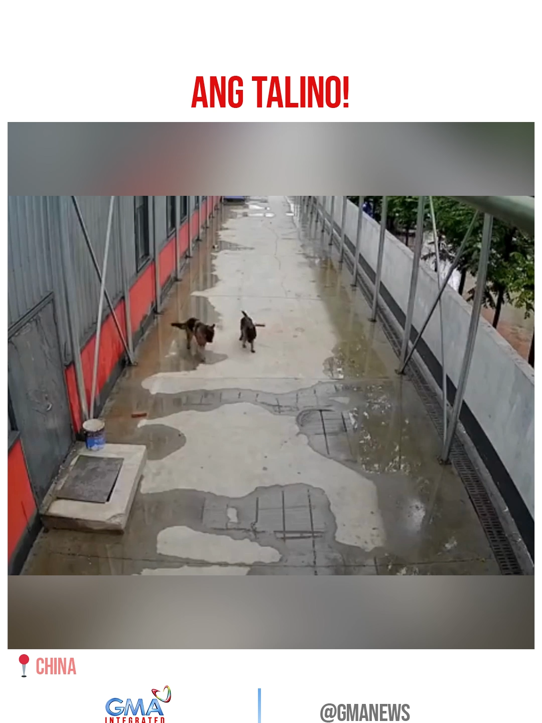 Marami ang bumilib sa ginawa ng isang aso nang mahulog sa drain ang kanyang kapatid. Ito kasi mismo ang tumawag ng saklolo! Panoorin ang kumpletong report ng pagyayaring 'yan sa China. #GMAIntegratedNewsfeed