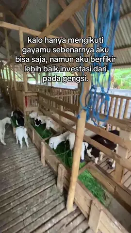 acc juragan🔥 #peternakmuda #peternakdomba #peternakindonesia #salamngarit #joyomulyofarm #fyppppppppppppppppppppppp #fypviralシ #fyp #xyzbca 