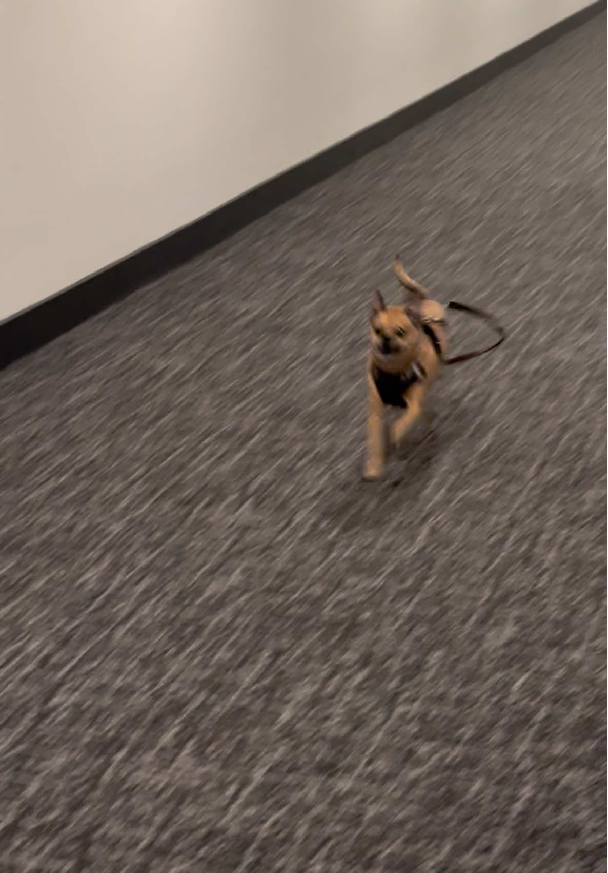 when treats are life #dogsoftiktok #funny #treatmotivated 