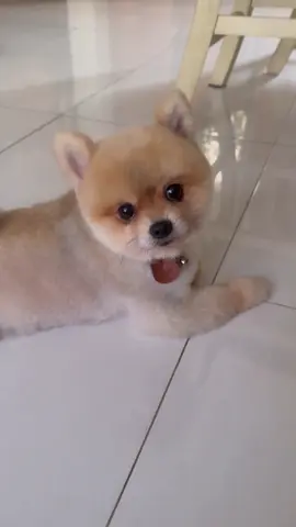 Kamu sadar ga kalau kamu anjing? 🐶 