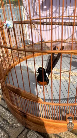 Choè lữa Đuôi 22. Ae cần nhắn em. Hoặc gl mi khứu giá trị tương đương@###chimcanhvietnam🇻🇳 #chimcanhvietnam #levantien #viraltiktok #chàomaohotđấu 