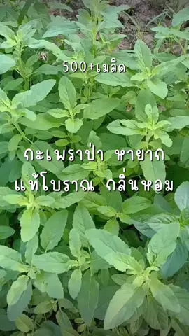เวลาทำกับกะเพราแล้วอยากให้มีกลิ่นหอมหอมๆ แนะนำว่าต้องใช้กระเพราป่าค่ะ🌿✨ กลิ่นจะหอมเป็นเอกลักษณ์มาก 🫘เมล็ดกะเพราป่า พันธุ์แท้โบราณ  #กะเพรา #ต้นกะเพรา #เมล็ดพันธุ์กะเพรา #กระเพรา #ต้นกระเพรา #กระเพราป่า #กะเพราป่า #ปลูกกะเพรา #for #ผักสวนครัว #ปลูกผักกินเอง #foryou #ขึ้นฟีดเถอะ #tiktok #fyp #เปิดการมองเห็น 