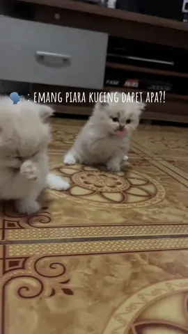 dapet lucu juga😆 #catlovers #kucingtiktok #kucinggemoy 