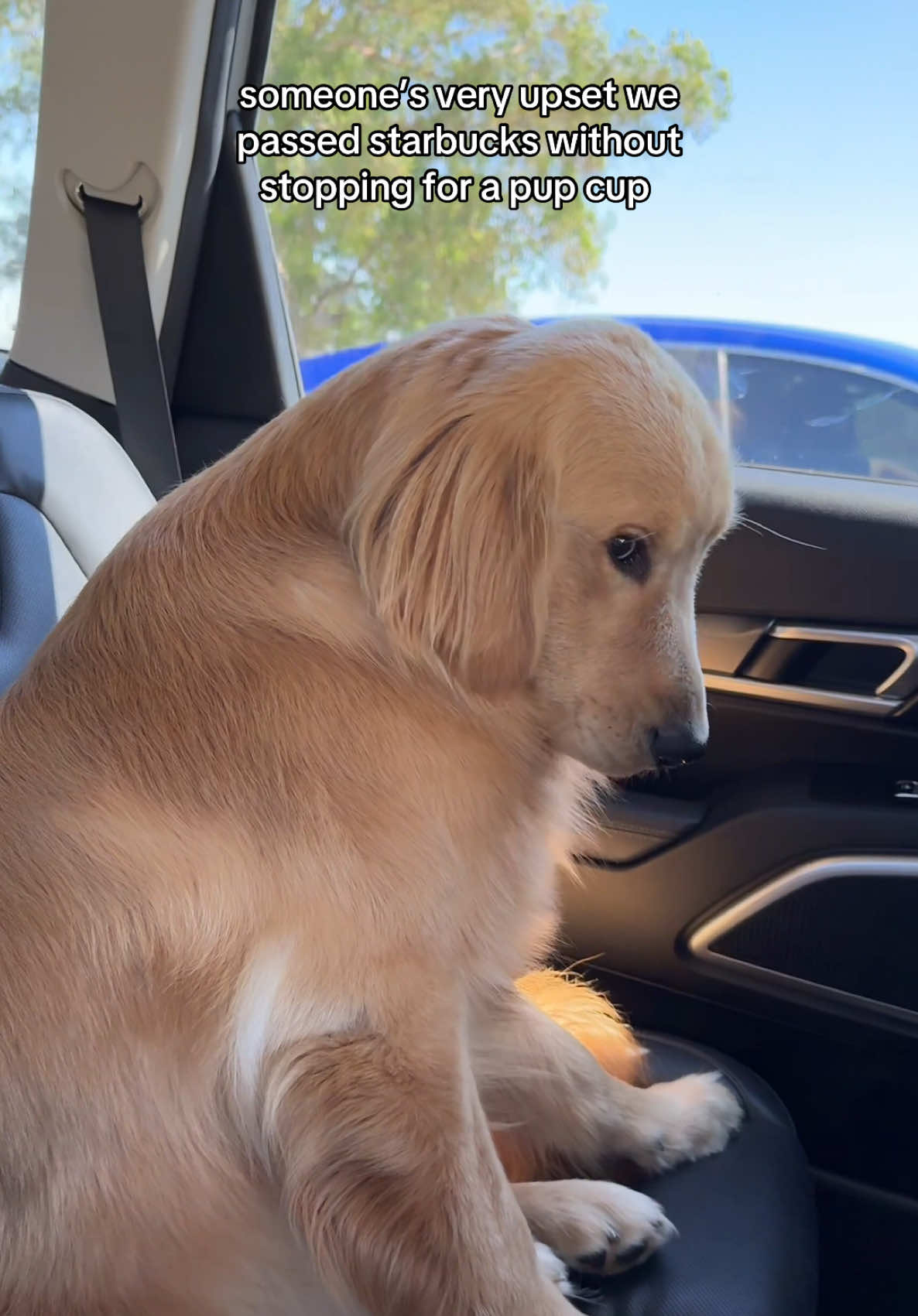 His side eye!!!😭 don’t worry he got his pup cup!!! #goldenretriever #goldenretrieverlife #dogsoftiktok #funnydog 
