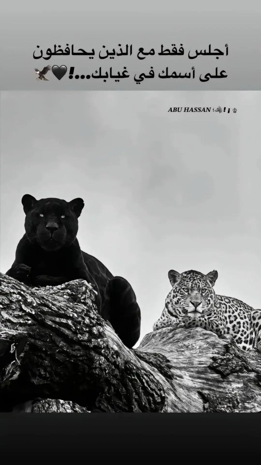 هذا اخي🫶🫡#المصمم_مرتضى #المصمم_عقيل🔥🎬 #مدينه_السماوه 