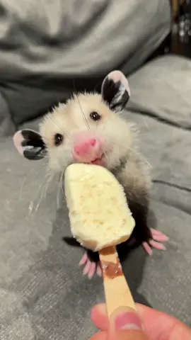 so cute #opossum #fentysuperbrandday #cute #babyanimals #cuteanimals #mukbang #babyanimals 