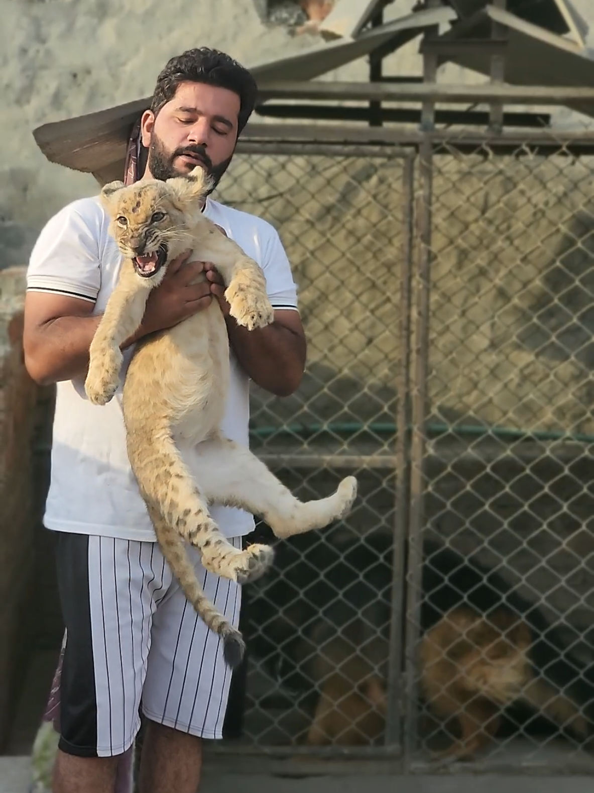 dog angry to see lion cub 