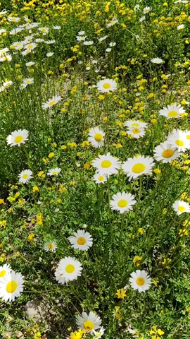 Một nhành hoa cũng đủ vui. #yeuthiennhien #tamtrang #xh #nhachaymoingay #nhactamtrang #vairal #thiennhien #xuhuong 