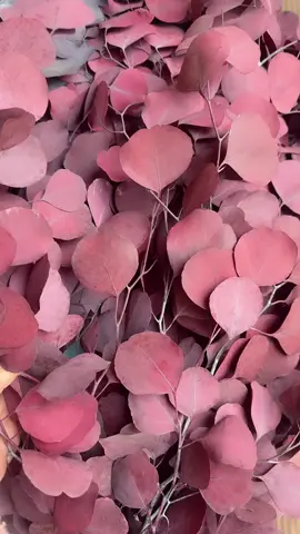 We are not selling products to you, but take natural beautiful things and happy life to you! Enjoy the nature together! #3hlink #Lavender #palmleaves #driedflowers #3hlinkflower #preservedflower #bohodecor #pampasgrass #hydrangea #homedecor #weddingdecoration #babybreath #handmadecrafts #hoteldecor #luxurydecor #flowerbouquet #flowerboxes #flowerbouquets #hydrangeas #christmasdecor #christmasflowers #preservedtree #witchbroom #christmas #driedflowerwholesale #cassiacinnamon #amarantus #willowbranch #minihaybales #decorhaybales 