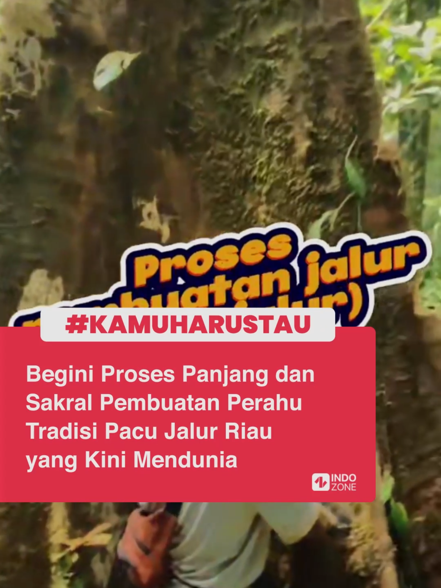 Di balik kemegahan lomba Pacu Jalur yang kini viral hingga ke mancanegara, tersimpan sebuah proses panjang dan sakral yang dalam pembuatan jalur, sebutan untuk perahu panjang khas Kuantan Singingi, Riau. Setiap tahapnya sarat akan makna dan filosofi yang diwariskan secara turun-temurun sejak berabad-abad silam. Dimulai dari pemilihan pohon terbaik di hutan, warga Kuantan Singingi menjalankan ritual adat untuk memohon izin kepada alam sebelum menebang kayu. Kayu yang dipilih pun tak sembarangan, harus kuat namun lentur, agar mampu melaju ringan di arus Sungai Kuantan.  Kayu pilihan umumnya berasal dari jenis banio, kulim kuyiang, atau jenis lain yang dipercaya memiliki kekuatan spiritual. Kayu yang dicari harus lurus dengan panjang 25–30 meter, diameter 1–2 meter, dan diyakini dihuni mambang, yakni roh penjaga pohon. Proses pengerjaan-nya melibatkan gotong royong masyarakat dan para tukang ahli yang menjaga akurasi tradisi, mulai dari melubangi batang, membentuk lambung, hingga menghias jalur dengan ukiran simbolik. Puncaknya, jalur yang telah selesai akan “dilahirkan” secara adat dengan upacara peluncuran ke sungai, sebagai bentuk penghormatan kepada alam dan nenek moyang. Di sinilah nilai kearifan lokal Pacu Jalur begitu terasa. Video: TikTok/ongku_kociak_/kuantanesia/suhennn/boss_silim/pacu.jalur.story/bang.jali1312  [Baca berita dan informasi menarik lainnya hanya di www.indozone.id]
