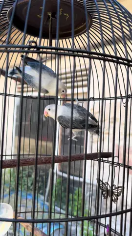 #lovebirds #lovebirdmania #lovebirdmaniaindonesia #trending 