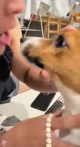 When I suddenly kissed the dog 😂 #dog #dogsoftiktok #fyp #foryou #funnyvideos #animals #cute #funnydog #usa 