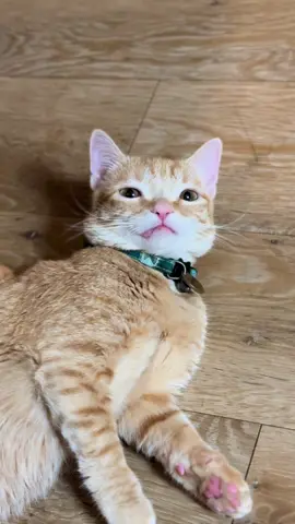 my nacho boy🥹🫶 #catsoftiktok #nachothecat #fyp