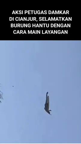 AKSI PETUGAS DAMKAR DI CIANJUR, SELAMATKAN BURUNG HANTU DENGAN CARA MAIN LAYANGAN #damkar #pemadamkebakaran #burung #fypage #burunghantu #damkarindonesia #berita #damkarcore #cianjur #cianjurselatan #beritaviral #gosip #beritaditiktok #gosiphangat 