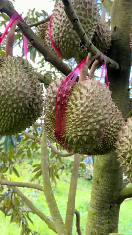 Sầu riêng siêu to siêu nù siêu nứt gai cả cây #sauriengdaklak 