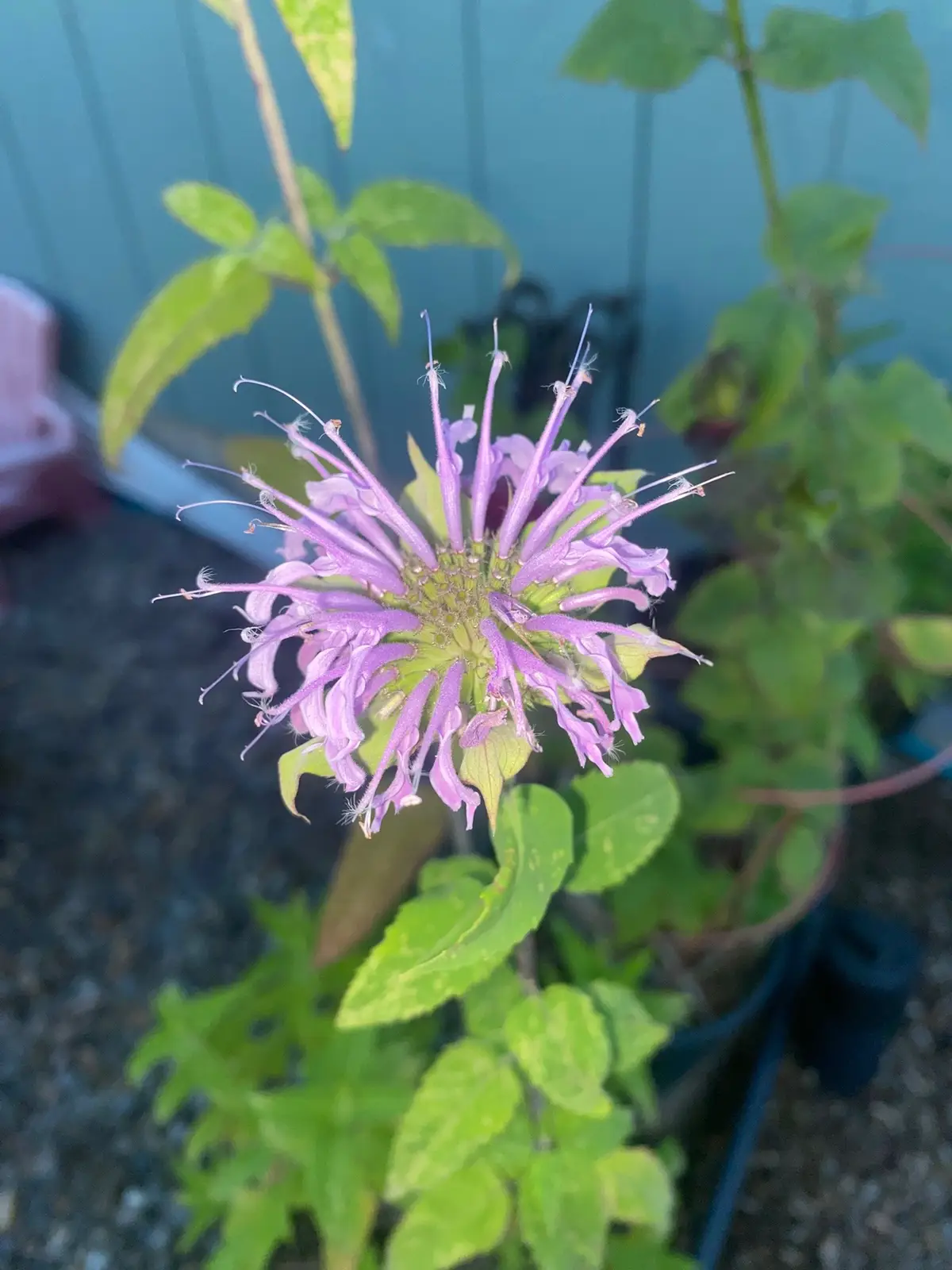 Collection of some of the flowers from my garden in July #gardening #flowers  #blooms  #pnw #creatorsearchinsights 
