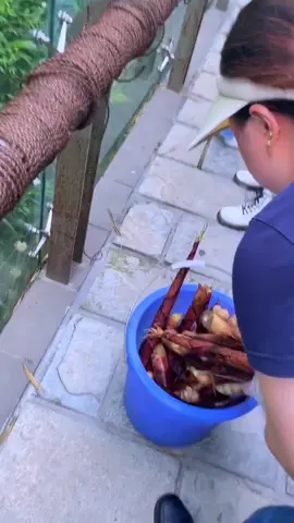 They are pretty little baby 🐼#fyp #fypシ #panda #cute #cutebaby #foryou #pet#animals 