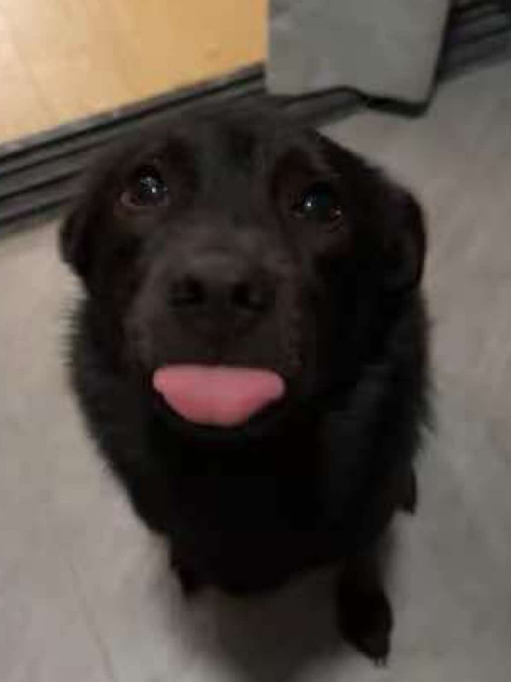 Seal dog😋🤩#dog #puppy