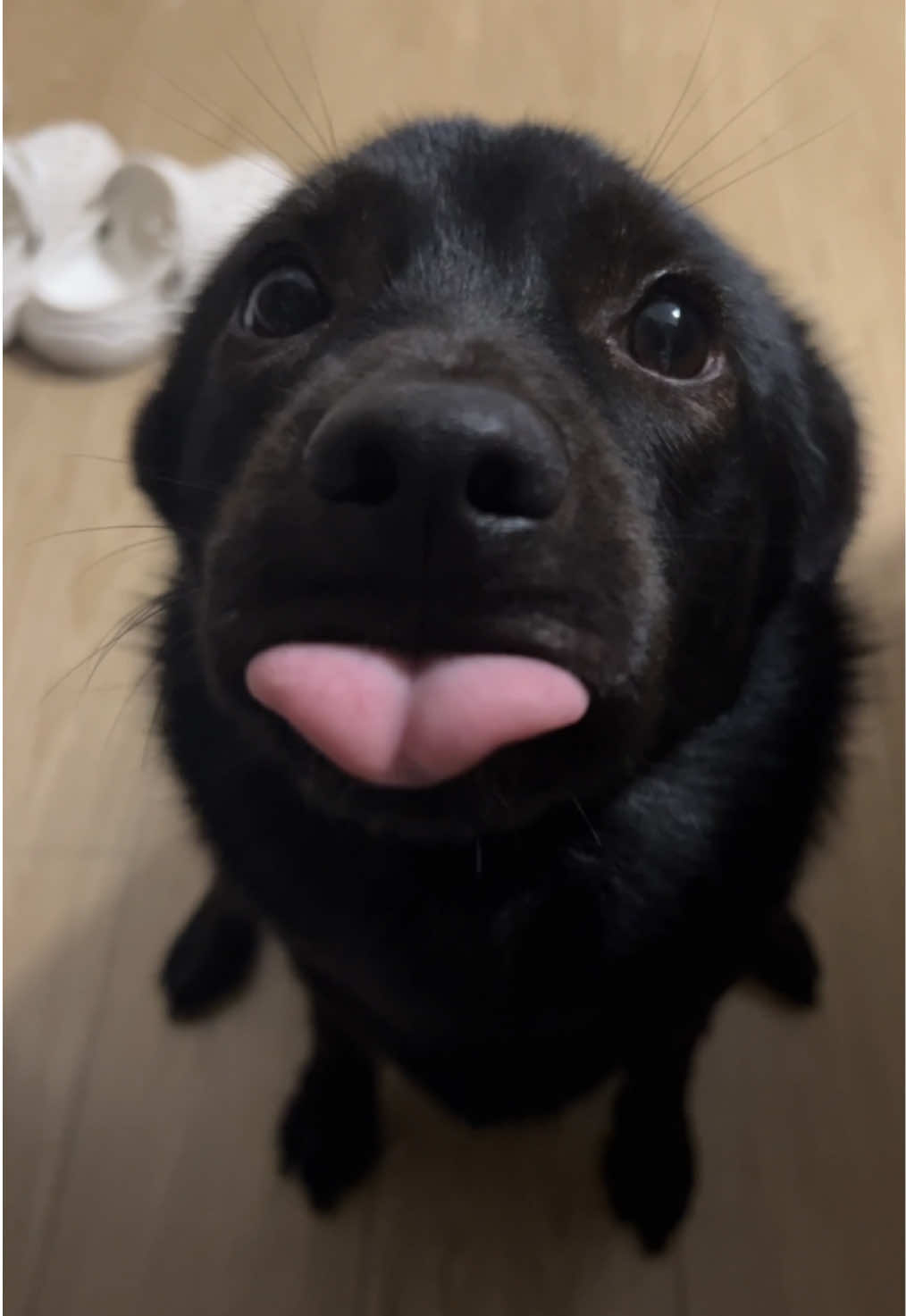 🦭“小海豹”Seal dog😋🤩#dog #puppy