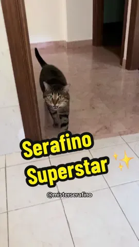 Anche oggi una bella dose di serotonina per voi fan di Serafino ✨✨
