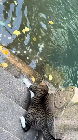 Cats are born hunters#fyp #foryou #cat #cats #funny #funnyvideos 