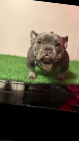 AKA#YoRilla#2XDEVILtoy #2XMASCOT #2XJUDGEAA #FORBES #ET #VENENOSA 