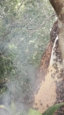 có mật đỏ rồi nha 😉