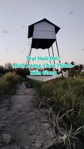 Chúc mừng gia chủ trại nuôi Dơi Minh Lương Châu Thành Kiên Giang Hoàn thiện được 4 tháng thi công🤝#xuhuong #minhtoànnhàdơi #chuyênthicôngchuồntrạinuôidơi 