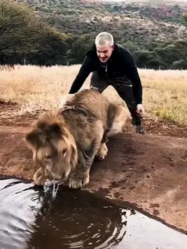The lion whisperer #rescueanimals #tiktok #lion #fyp #Love 