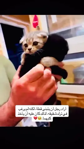 كيوت#قطط #بزازين #كيوت 