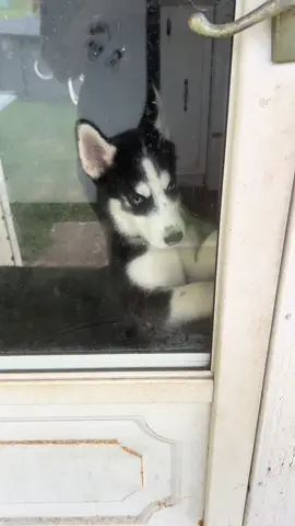 #husky 