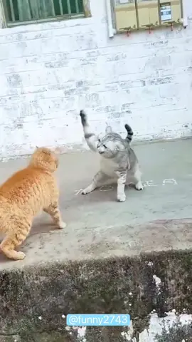 Dramatic two cats#funny #funnyanimals #funnyvideos #pet #cute #cats #fyp 