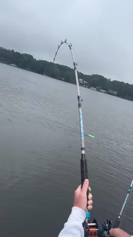 @ZakkRoyceFishing stays on the big blue catfish🔥🔥 #bluecatfish #fishinglife #fishtok #catfishing 