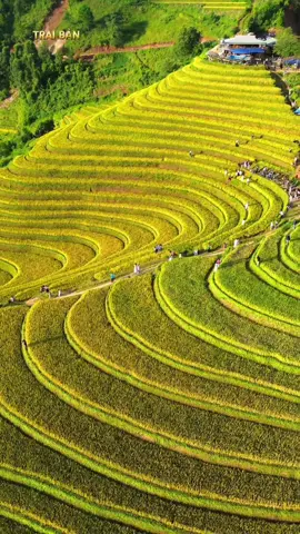 Chiêm ngưỡng vẻ đẹp ruộng bậc thang mù cang chải 🌾 🌾 🌾  #mucangchai #laocai 