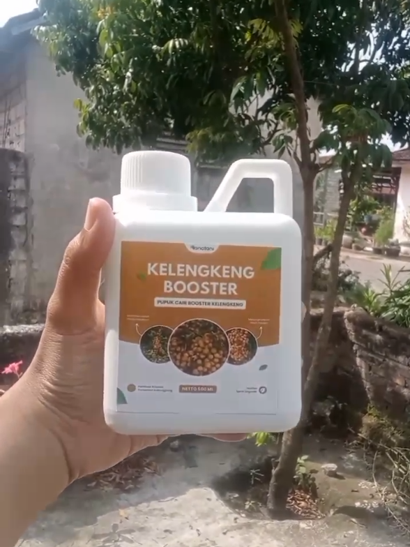 bikin kelengkeng cepat berbuah #kelengkengbooster #pelebatbuah #pelebatbuahkelengkeng #fypage 