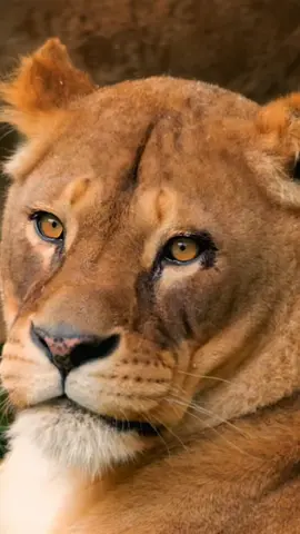 When you move in silence, your results do the roaring #motivation #lionmindset #DeepQuotes #dailyinspo #tiktokmotivation #foryou 