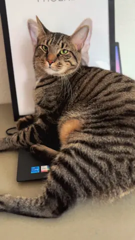 Soooooo cute! Phoenix LOVES his present and Jelly…. Is Jelly 😹😹 check out @DrawLux and use code THETABLETS for 10% off! #catsoftiktok #phoenix #jellycat #fyp #trending 