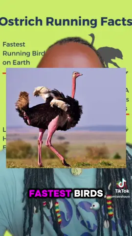 Ostrich.!!