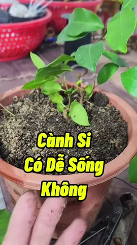 Cắm Cành Cây Si #caysi #camcanhcaysi #caysimini #cachkichre #kichmam #caysibonsai #caymini #namxelan90 