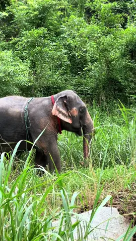 เมื่อป้าตุ้ยอายุ 3 ขวบ 🥰 มีความดื้อพ่อ ไม่ยอมกลับ 😂🤣 ขอดีดนี้สนุงนะพ่อ ❤️🐘 #พังประจวบ #ป้าตุ้ย #ป้าตุ้ยคนสวย #พังประจวบควาญประหยัด #คชบาลแห่งชาติ #ศูนย์อนุรักษ์ช้างลําปาง