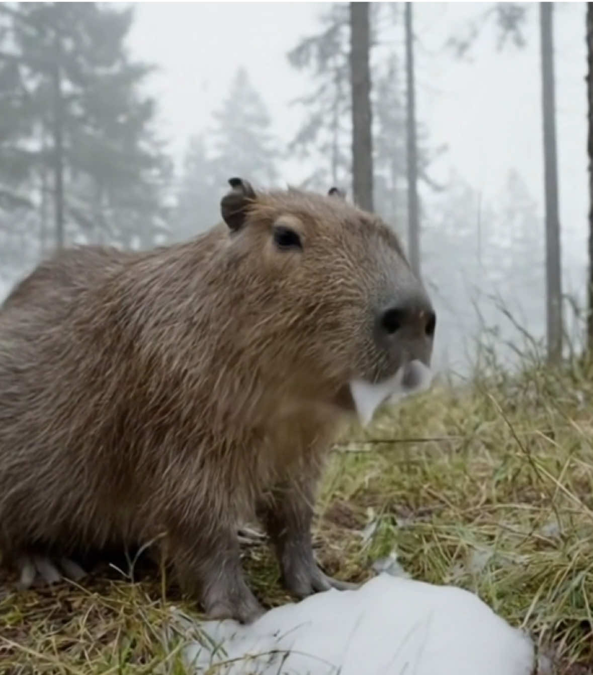 Günther dachte, es wär ‘n Snack🍿#bigfoot #capybara #ai 