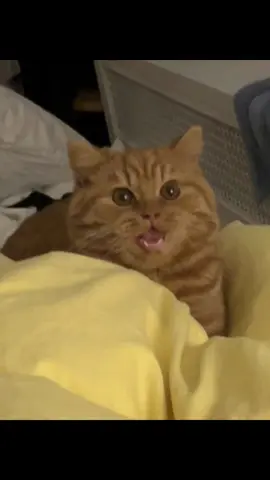 100% attack  0% damage ☺️ #fypシ #fyp #catsoftiktok #cats #orangecat #catlover #cat 
