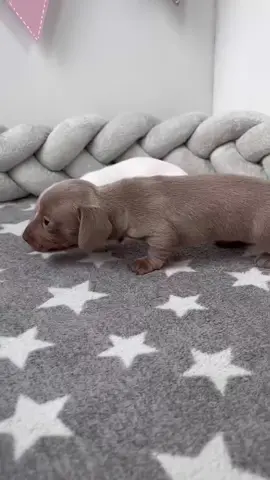 adopt a dachund now  #dachshund #dachshundsofinstagram #dogsofinstagram #sausagedog #doxie #dog #dachshundlove #puppy #dachshundpuppy #teckel #dachshundoftheday #wienerdog #dogs #minidachshund #dachshunds #dackel #doxiesofinstagram #miniaturedachshund #sausagedogcentral #puppylove #puppiesofinstagram #dogoftheday #weinerdog #doxielove #instadog #doglover #Love #dogstagram #dachshundlife #sausagedogsofinstagram